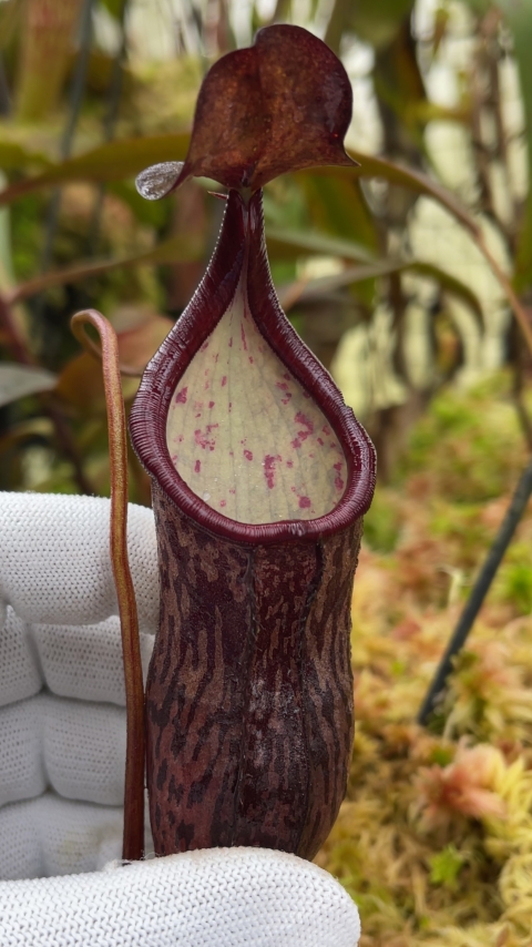 N. ceciliae - assorted clones