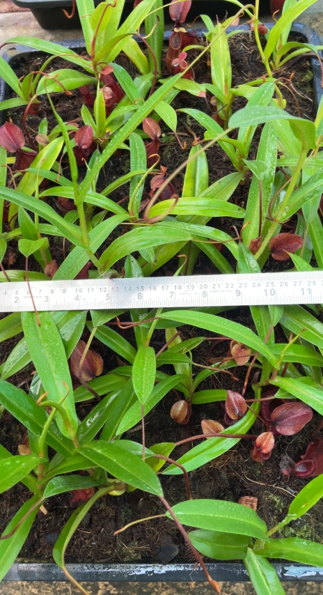 N. singalana x diabolica – assorted clones from cuttings