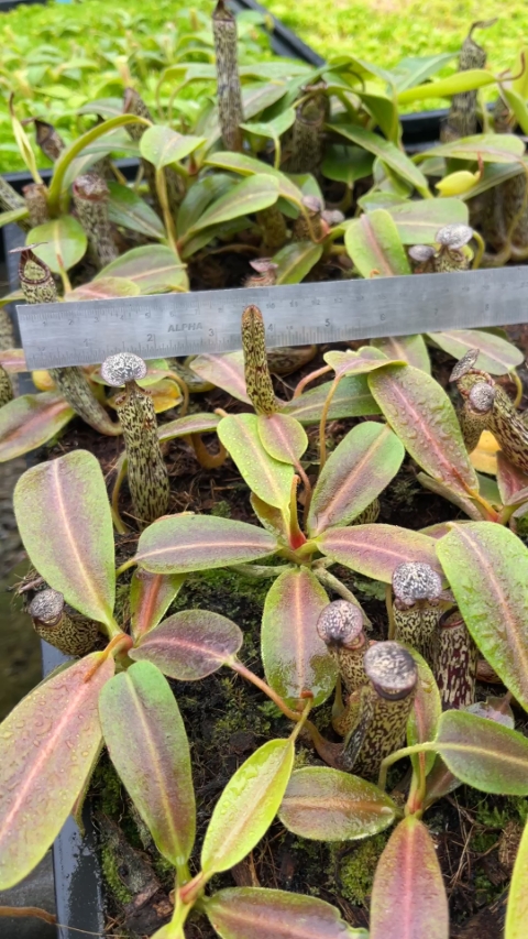 N. vogelii – selected clone