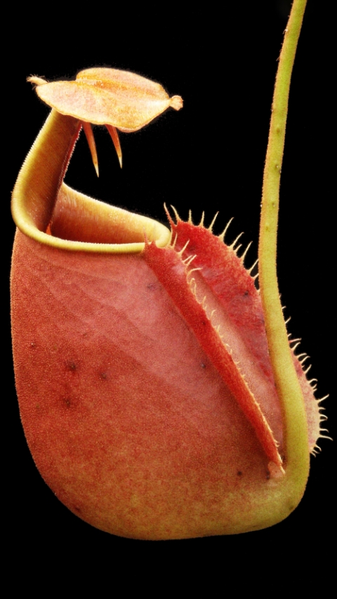 N. bicalcarata - Brunei red-flush - selected clone