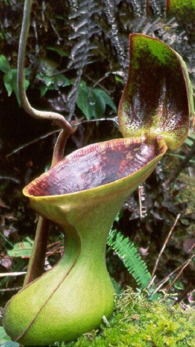 WIP N. lowii - Trus Madi - best selected clone