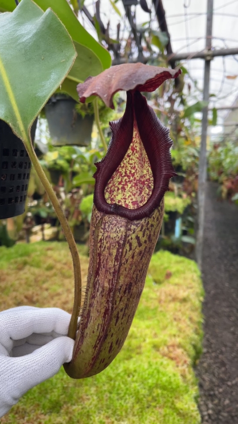 N. klossii x robcantleyi – assorted clones