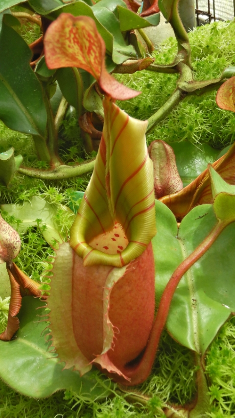 N. veitchii - Bario Highland - grex # 2