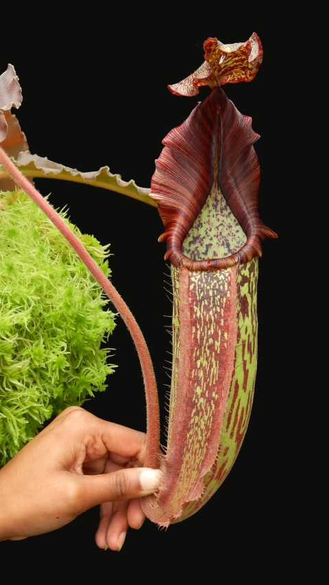 N. maxima - wavy leaf - clone #9