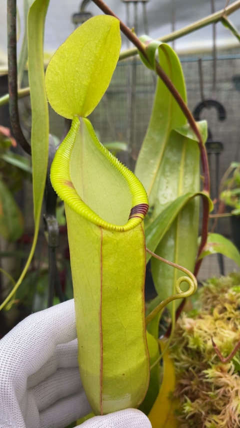 N. hamata x (lowii x tentaculata) - assorted clones