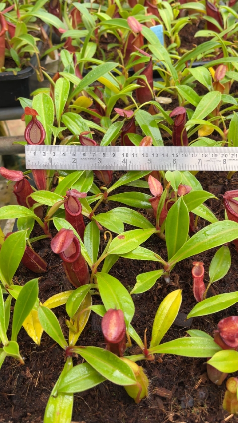 N. spathulata x dubia – assorted clones