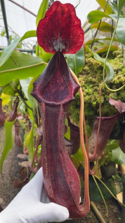 N. boschiana x lowii