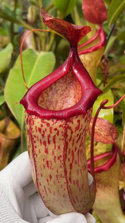 Nepenthes ‘Mimi’ - selected cultivar