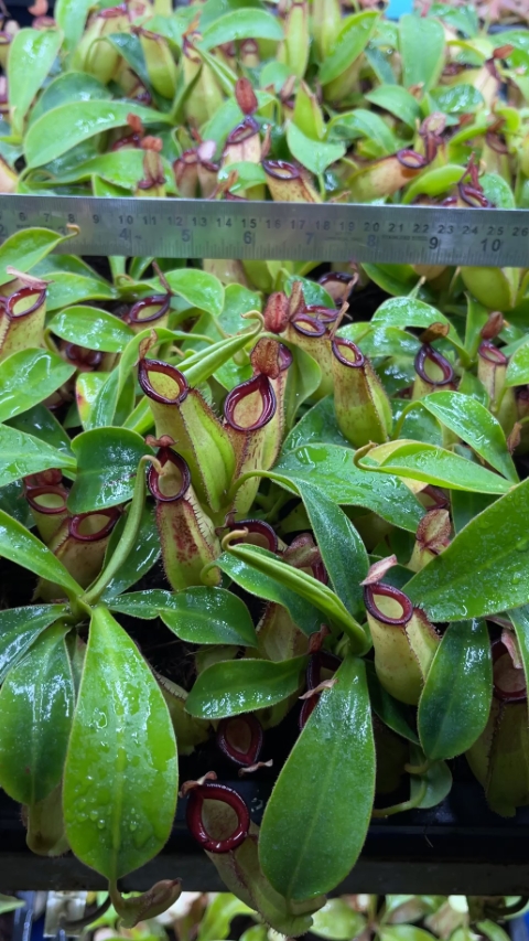 N. ampullaria x zakriana - selected clone # 3