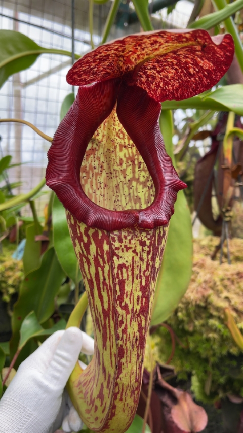 N. boschiana x klossii