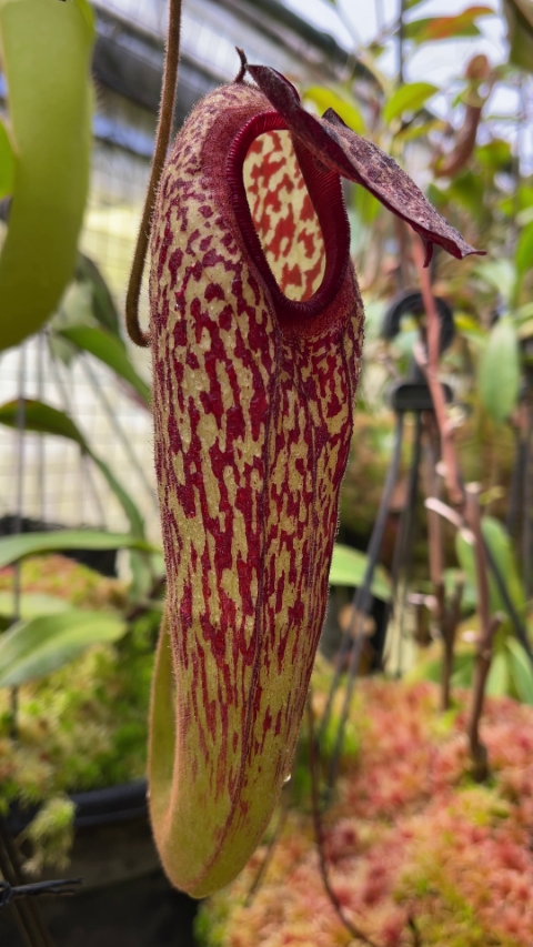 N. klossii - confirmed true clone