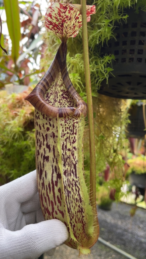 N. burbidgeae x platychila