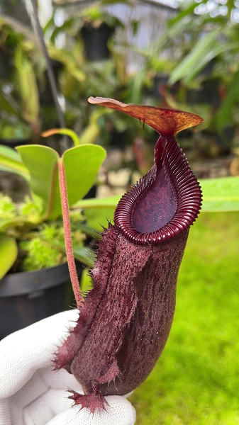 N. hamata x lowii - assorted clones