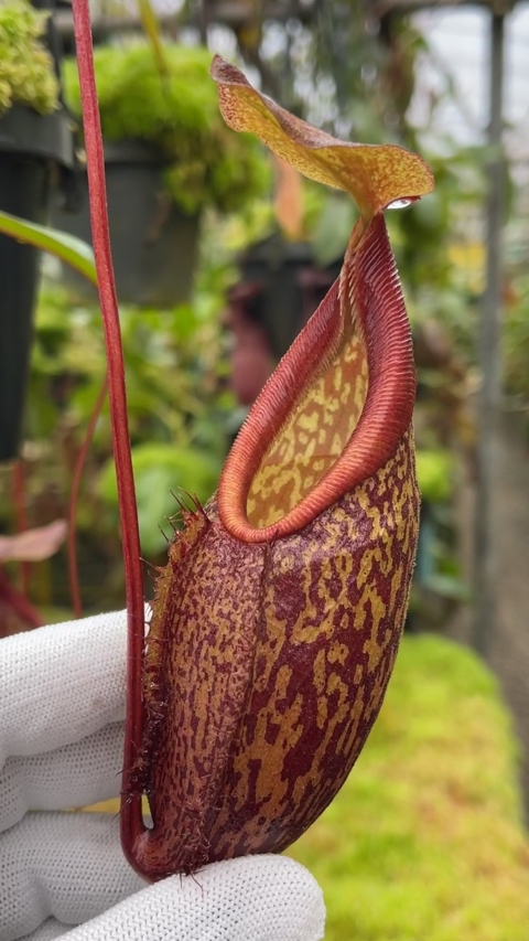 N. gymnamphora – tall form