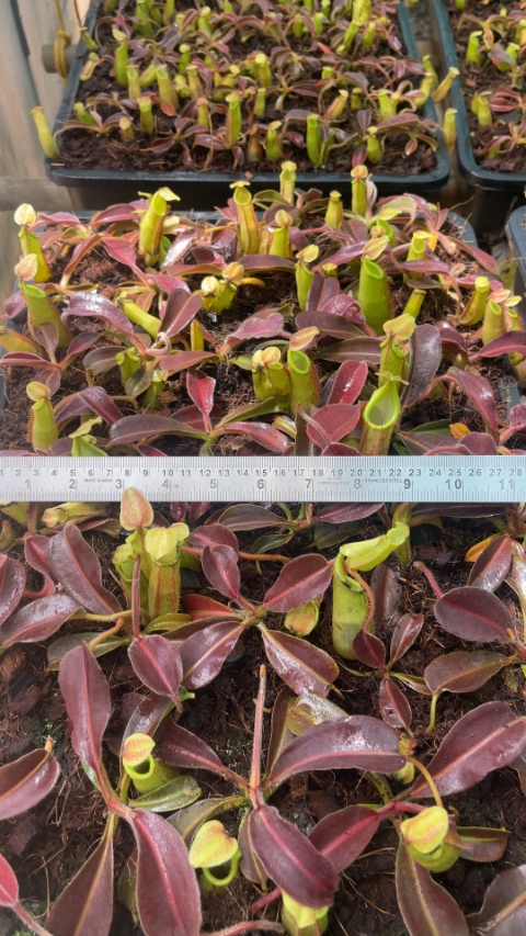 N. maxima – wavy leaf - clone #1