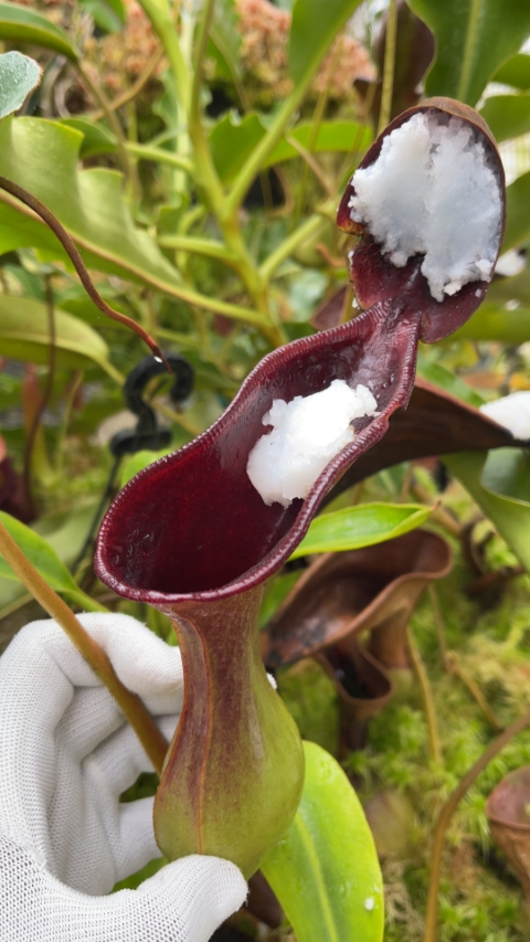 WIP N. lowii - Trus Madi - best selected clone