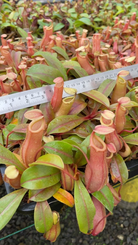 N. veitchii x ventricosa – selected clones