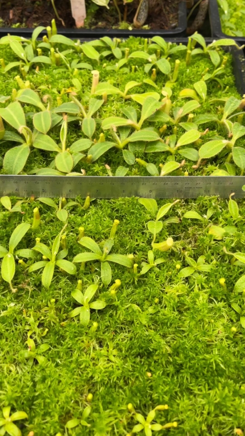 N. chaniana - assorted clones