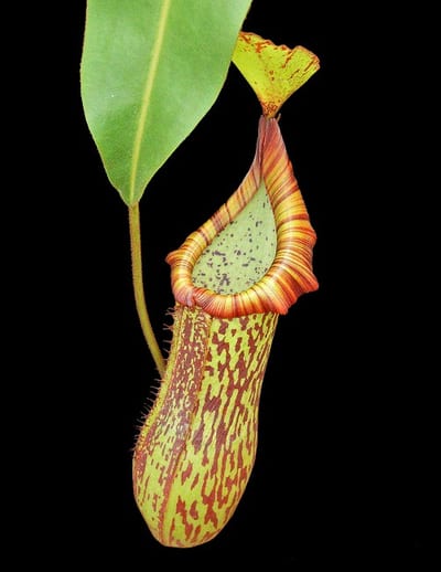 N. platychila x dactylifera - assorted clones