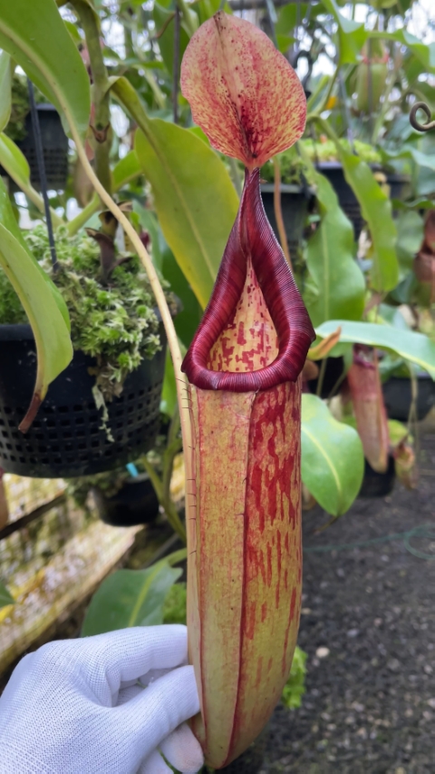 N. (veitchii x lowii) x samudera - assorted clones