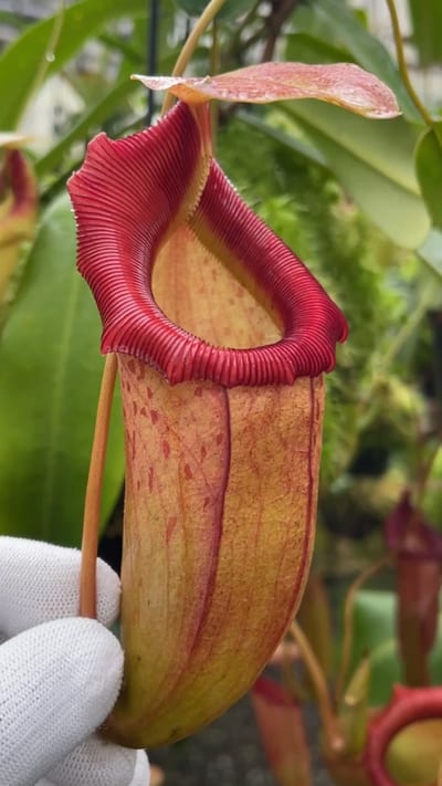 N. burkei x flava