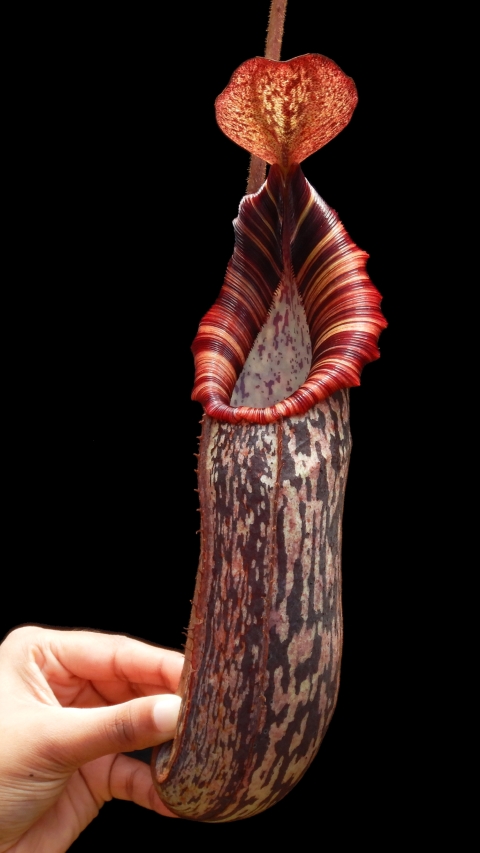 N. spectabilis x bongso - best selected clone