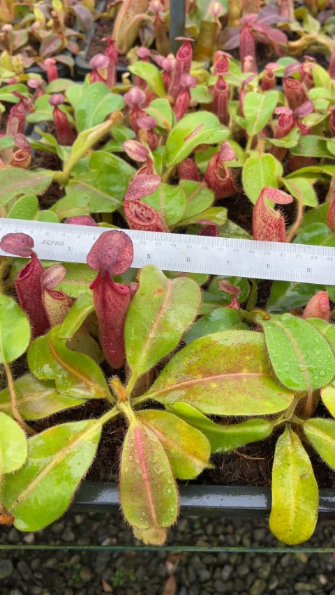 N. glandulifera x veitchii - assorted clones