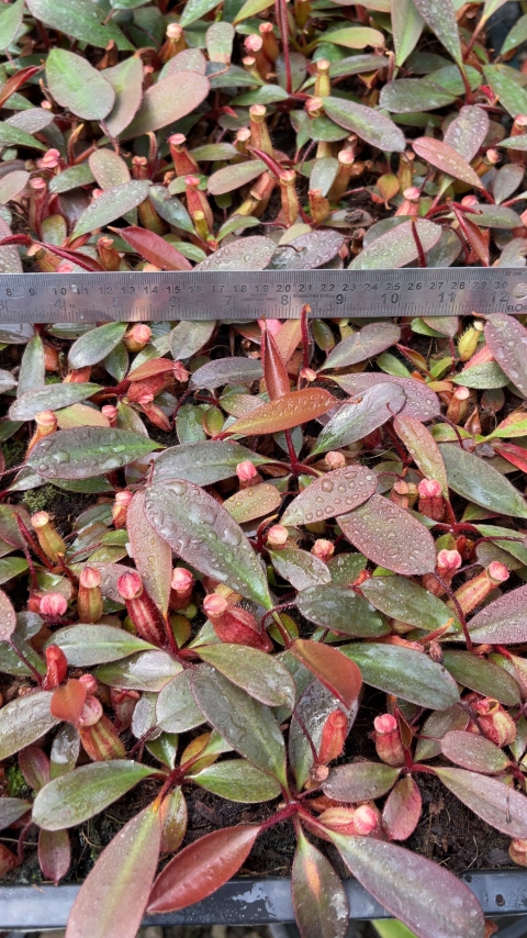 N. peltata – best selected clone