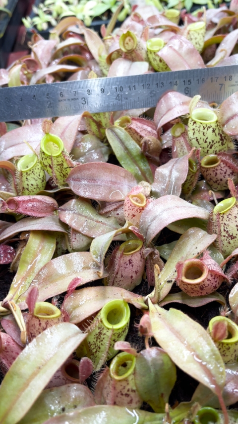 N. ampullaria - speckled