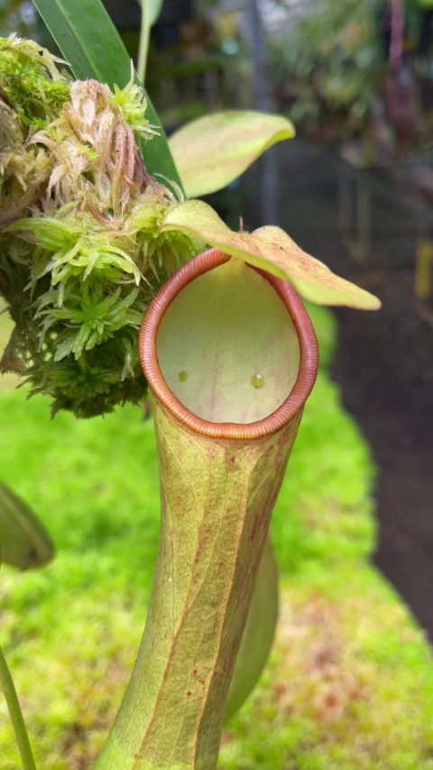 N. burkei x reinwardtiana - assorted clones