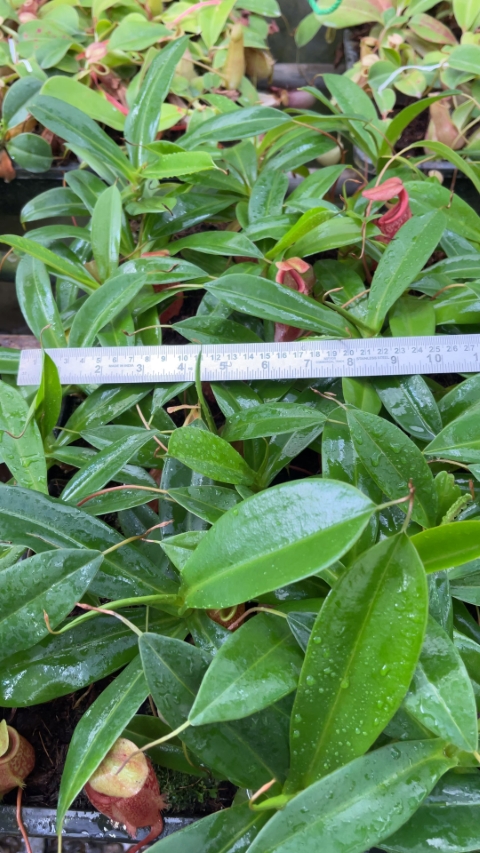 N. merrilliana x glabrata ' selected clone