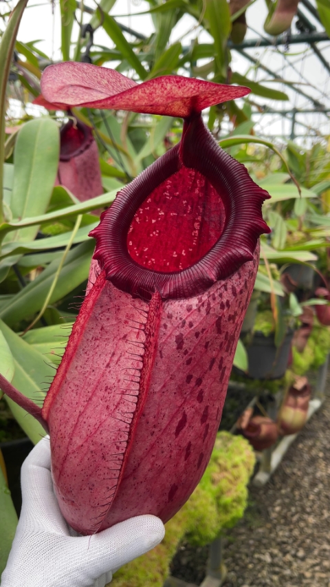 N. sibuyanensis x merrilliana – assorted clones