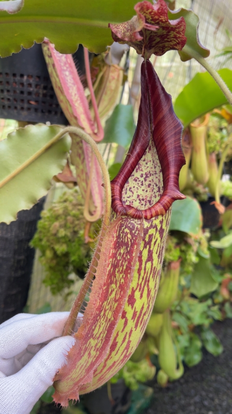 N. maxima - wavy leaf - clone #9