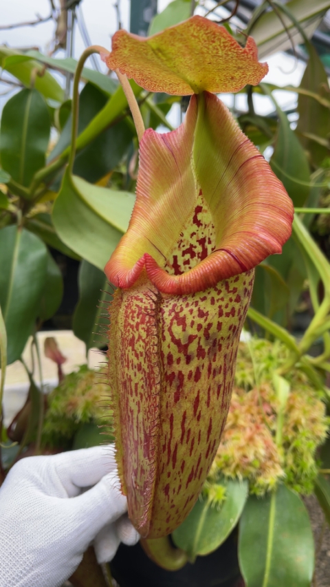 N. talangensis x robcantleyi