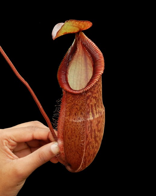 N. hamata x gymnamphora - assorted clones