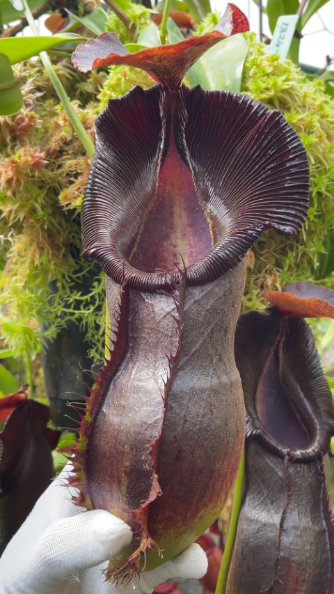 N. spathulata x singalana – assorted clones