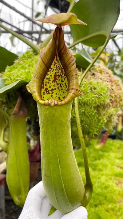 N. truncata - SBG