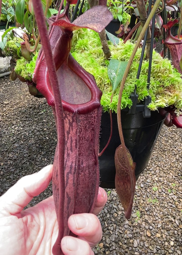 N. boschiana x mira - assorted clones