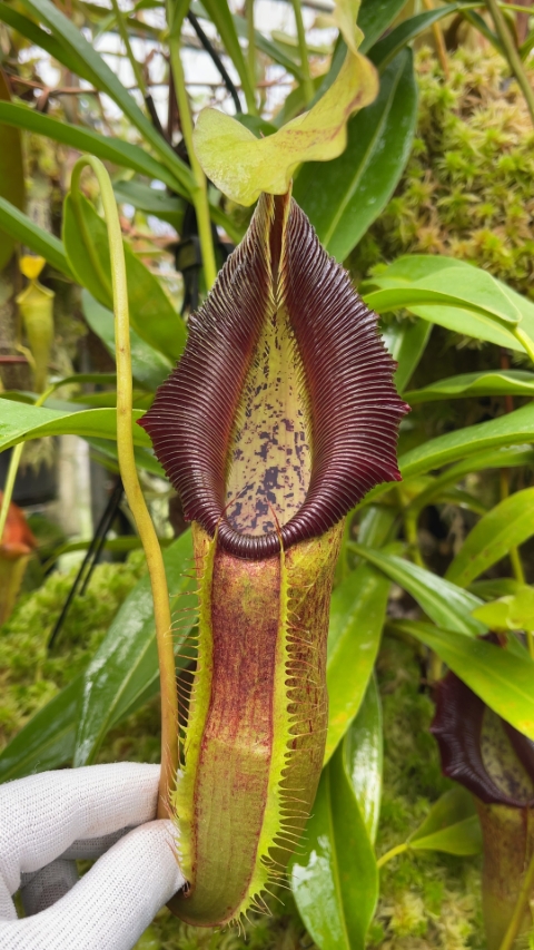 N. singalana - Belirang - best selected clone