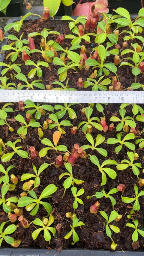 N. maxima x ‘trusmadiensis’ - selected clones