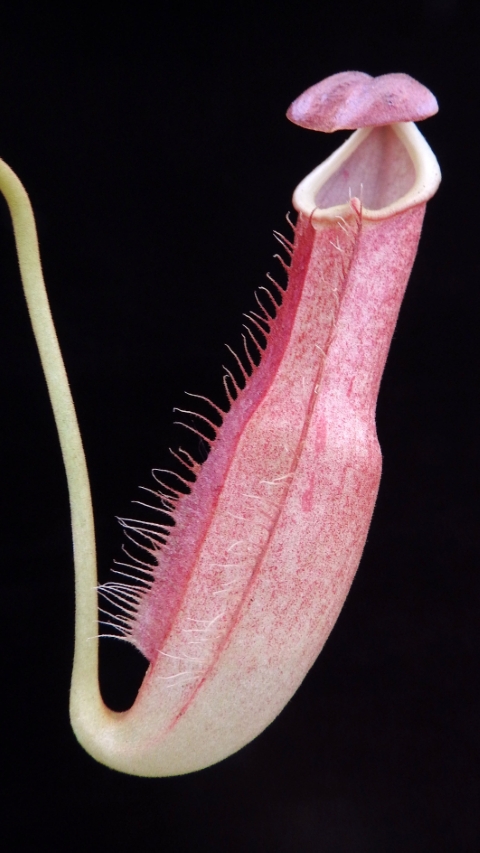 N. longifolia – single clone