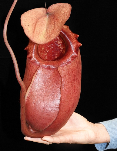 N. sibuyanensis x merrilliana – assorted clones