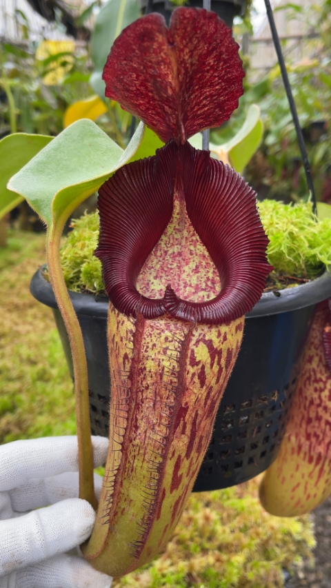 N. robcantleyi x klossii - assorted clones