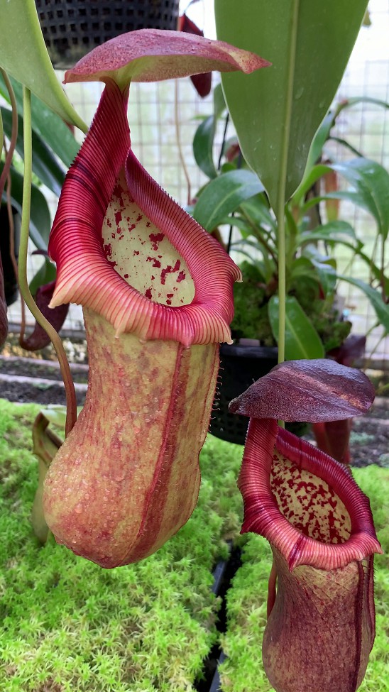 N. robcantleyi x ventricosa – assorted clones