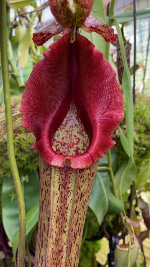 N. eymae – assorted clones