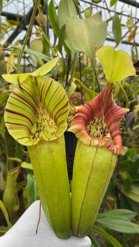 N. robcantleyi x ovata – best selected clone