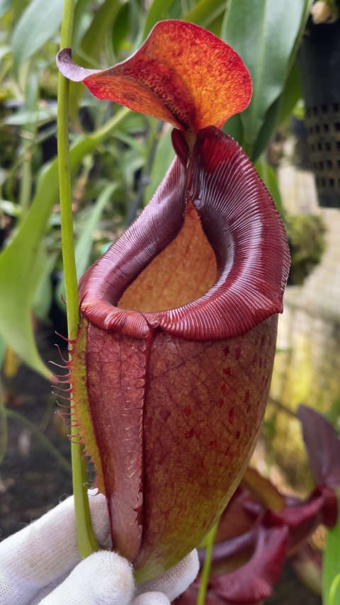 N. spathulata x tenuis - assorted clones