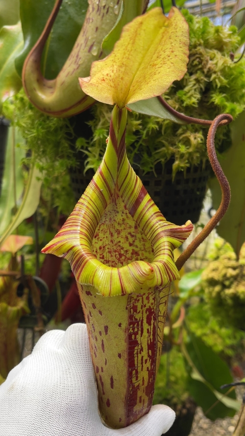 N. platychila x robcantleyi - assorted clones