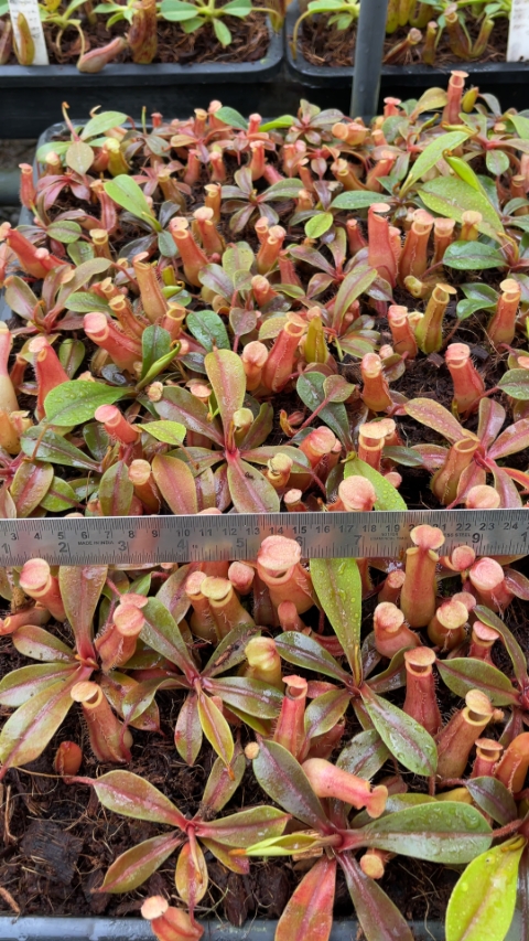 N. veitchii x ventricosa – selected clones