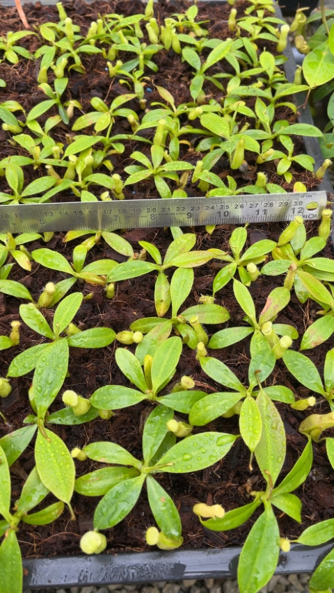 N. burbidgeae x campanulata – assorted clones